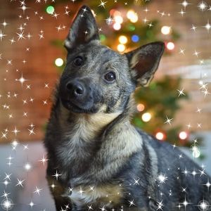 Meet your Posher, Tabitha